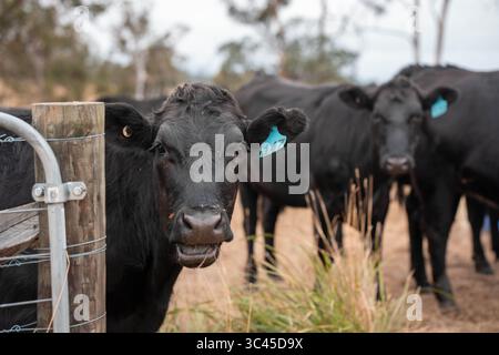 CO2-neutrale Rinderzucht auf einem Freiland auf einem Bauernhof in Australien schöne Rinder in Australien, die Gras fressen, auf Weide weiden. Herde von Co Stockfoto