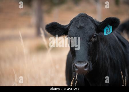 CO2-neutrale Rinderzucht auf einem Freiland auf einem Bauernhof in Australien schöne Rinder in Australien, die Gras fressen, auf Weide weiden. Herde von Co Stockfoto