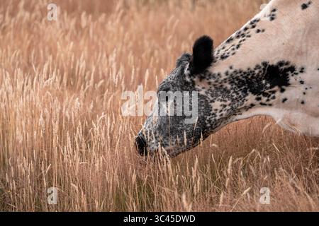 CO2-neutrale Rinderzucht auf einem Freiland auf einem Bauernhof in Australien schöne Rinder in Australien, die Gras fressen, auf Weide weiden. Herde von Co Stockfoto