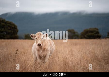 CO2-neutrale Rinderzucht auf einem Freiland auf einem Bauernhof in Australien schöne Rinder in Australien, die Gras fressen, auf Weide weiden. Herde von Co Stockfoto