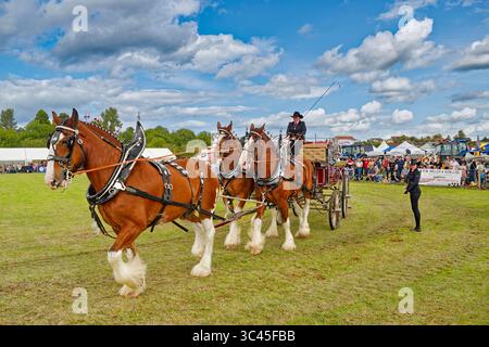 Nairn Agricultural Show Moray Scotland Juli 2025 Galcantray Clydesdale Horses Trio zieht einen Wagen Stockfoto