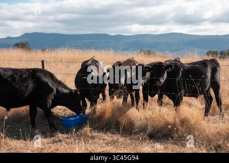 CO2-neutrale Rinderzucht auf einem Freiland auf einem Bauernhof in Australien schöne Rinder in Australien, die Gras fressen, auf Weide weiden. Herde von Co Stockfoto