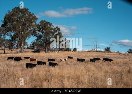 CO2-neutrale Rinderzucht auf einem Freiland auf einem Bauernhof in Australien schöne Rinder in Australien, die Gras fressen, auf Weide weiden. Herde von Co Stockfoto