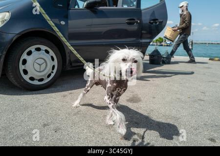 April 2021: Venedig während Covid19 Lockdown, Italien, Europa, Hunde von Venedig, Hund, (Bild: © Ania FreindorfZUMA Wire) Stockfoto