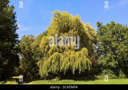 Baum bzw Bäume auf einem Wanderweg an der Donau bei Barbing, im Landkreis Regensburg. Die echte Trauerweide - Salix babylonica, ist eine Pflanzenart aus der Gattung der Weiden - auch Salix, in der Familie der Weidengewächse - auch Salicaceae. Sie werden auch nach Ihrer Herkunft als Chinesische Trauer-Weide bzw. Nach ihrem botanischen Namen als babylonische Trauer-Weide bezeichnet. *** Baum oder Bäume auf einem Wanderweg an der Donau bei Barbing, im Landkreis Regensburg die echte Trauerweide Salix babylonica, ist eine Pflanzenart aus der Gattung der Weiden auch Salix, ebenfalls in der Weidenfamilie Stockfoto
