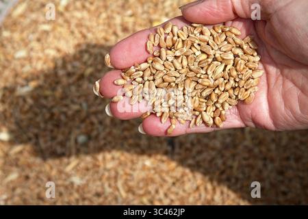 Weiblich, Frauen Hand halten Eine Handvoll Weizensamen über Eimer mit Samen, UK Konzept: Landwirtschaft, landwirtschaftliche Nutzpflanzen, Ackerbau, Lebensmittel Stockfoto