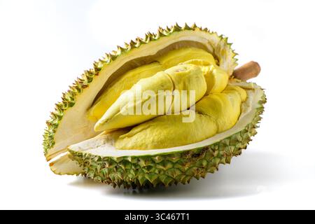 Reife Durian Frucht oder Monthong mit gelbem Fleisch isoliert auf weißem Hintergrund. Exotische südostasiatische Frucht mit einzigartigem Aroma und Geschmack. König der Früchte Stockfoto