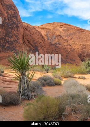 Eine Palme wie Mojave Yucca, die zwischen den kargen roten Sandsteinfelsen des Valley of Fire State Park in Nevada, USA, wächst Stockfoto