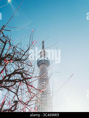 Blick auf den hoch aufragenden Tokyo Skytree, der den klaren, azurblauen Himmel durchsticht, eingerahmt von zarten, blühenden Zweigen im Koume Children's Park, Sumida City, Tokio, Japan. Stockfoto