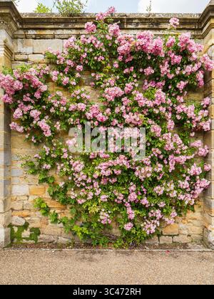 Rose „Kew Rambler“ trainierte zu einer Mauer im italienischen Garten in Hever Castle, Kent, Großbritannien Stockfoto