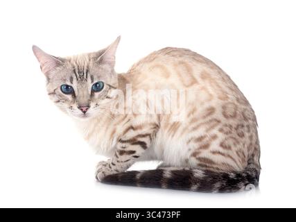 Bengal Katze vor weißem Hintergrund Stockfoto