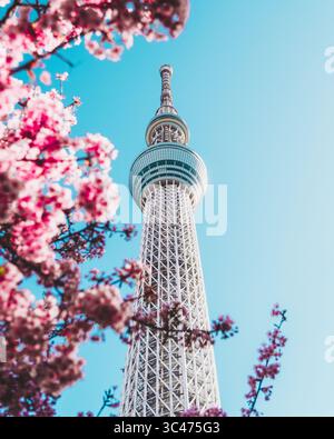 Blick auf den hoch aufragenden Tokyo Skytree, der den klaren blauen Himmel durchsticht, eingerahmt von zarten rosa Kirschblüten in voller Blüte, Tokyo Skytree, Sumida City, Tokio, Japan. Stockfoto