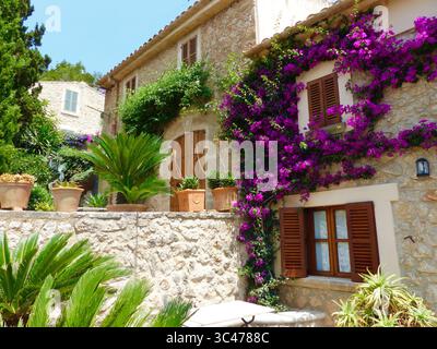 Schönes mediterranes Haus mit Steinmauer, hellrosa Bougainvillea, Efeu und grünen Palmen im Garten Stockfoto