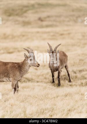 Spanischer Steinbock in Sierra de Gredos, Spanien – auf der Wanderroute Laguna Grande Stockfoto