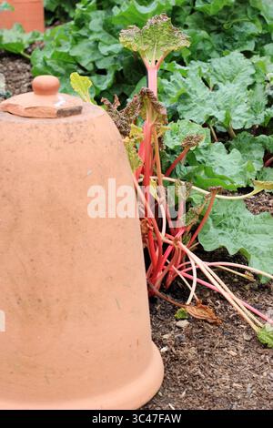 Terrakotta Rhabarber Forcer und frühe hellrosa Rhabarber Stiele .UK Stockfoto