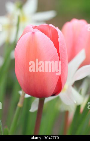 Tulipa Pink Abdruckblumen. Darwin Hybrid Group Tulpe mit einzelnen dunkelrosa Blüten im April. UK Stockfoto