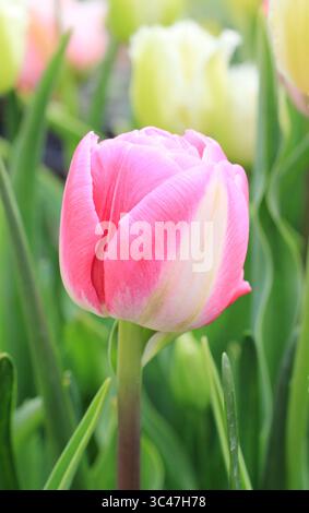 Tulipa Vogue. Tulip Vogue, Doppelblüte, spätblühende Sorte. April. UK Stockfoto