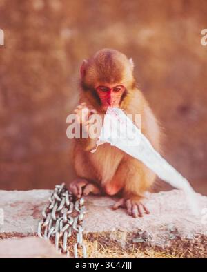 Blick auf einen jungen Affen mit weichem Pelz, der eine helle weiße Plastiktüte mit einer Metallkette in der Nähe umklammert und neugierig untersucht, Hagachizaki Monkey Bay, Shizuoka, Japan. Stockfoto