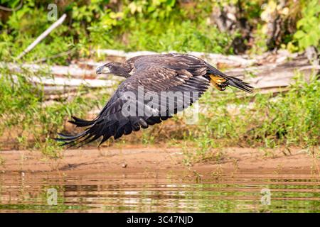 Der Weißkopfseeadler (Haliaeetus leucocephalus) ist unreif und fliegt horizontal über dem Ufer der Rainbow Flowage im Norden von Wisconsin Stockfoto