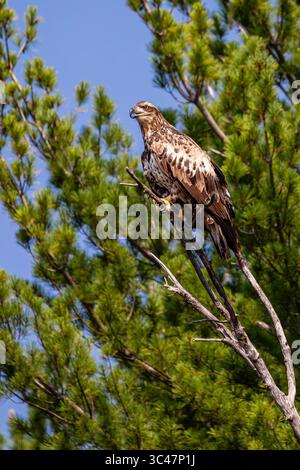 Weißkopfseeadler (Haliaeetus leucocephalus) unreif, auf einem toten Ast auf der Rainbow Flowage im Norden von Wisconsin, vertikal Stockfoto