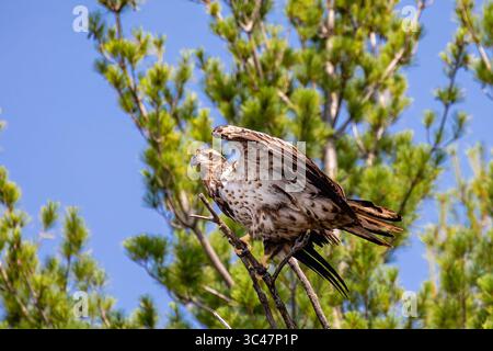 Weißkopfseeadler (Haliaeetus leucocephalus) unreif, auf einem toten Ast auf der Rainbow Flowage im Norden von Wisconsin, horizontal Stockfoto