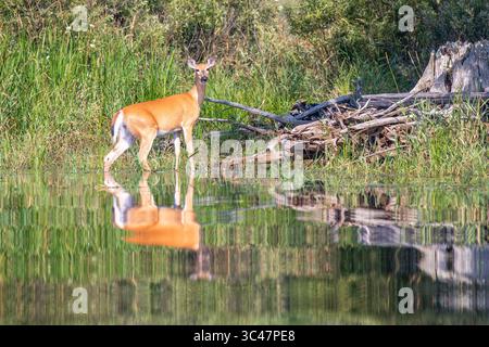 Weißschwanzhirsche (Odocoileus virginianus) stehen im Wisconsin River an der Rainbow Flowage, horizontal Stockfoto