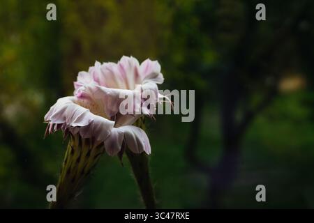 Zwei zarte rosa Blüten in voller Blüte. Nahaufnahme einer blühenden, hellrosa Blume mit zarten Blütenblättern vor einem verschwommenen grünen Hintergrund, die an einen erinnert Stockfoto