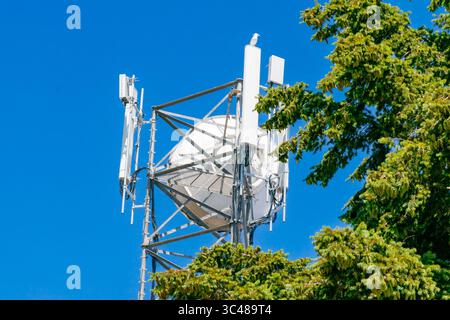 Ein Mobilfunk-Kommunikationsturm mit verschiedenen Antennen und eine Möwe auf der Spitze steht vor einem hellblauen Himmel, teilweise von einem grünen Baum verdeckt Stockfoto