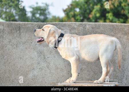Verspielter und entzückender Labrador-Welpe mit hellen Augen und wackelndem Schwanz, der den Charme und die Energie dieser geliebten Hunderasse in einem fröhlichen Moment einfängt. Stockfoto