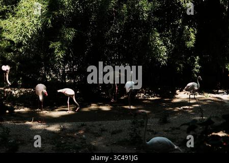 Flamingos ruhen und stehen im Schatten des dichten Grüns in einem Zoogehege. Sanftes Licht und Schatten schaffen eine friedliche und natürliche Atmosphäre. Stockfoto