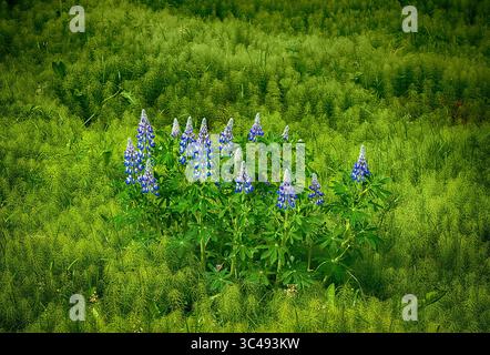 9. Juni 2018: Nootka Lupine Wildblumen blühen auf einem weichen Waldboden in der Nähe von Hallormsstadur, Ost-Island (Credit Image: &Copy; Larry Clouse/CSM via ZUMA Wire) Stockfoto