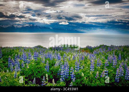 8. Juni 2018: Nootka Lupine Wildblumen blühen am Fjord nördlich von Husavik, Nord-Island. (Bild: &Copy; Larry Clouse/CSM via ZUMA Wire) Stockfoto
