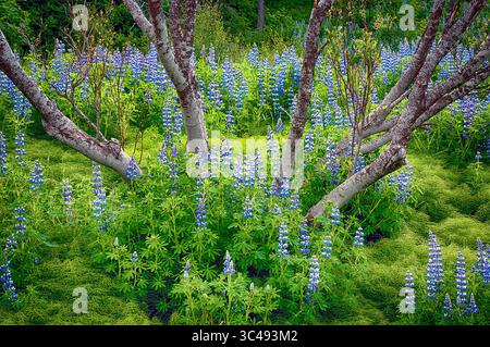9. Juni 2018: Nootka Lupine Wildblumen blühen auf einem weichen Waldboden in der Nähe von Hallormsstadur, Ost-Island (Credit Image: &Copy; Larry Clouse/CSM via ZUMA Wire) Stockfoto