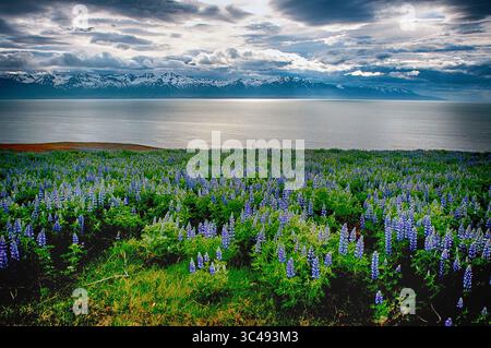8. Juni 2018: Nootka Lupine Wildblumen blühen am Fjord nördlich von Husavik, Nord-Island. (Bild: &Copy; Larry Clouse/CSM via ZUMA Wire) Stockfoto