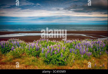 9. Juni 2018: Nootka Lupine Wildblumen blühen in Hülle und Fülle mit Blick auf das Grönlandmeer, nahe Asbyrgi, Nord-Island (Credit Image: &Copy; Larry Clouse/CSM via ZUMA Wire) Stockfoto