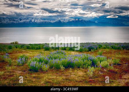 8. Juni 2018: Nootka Lupine Wildblumen blühen am Fjord nördlich von Husavik, Nord-Island. (Bild: &Copy; Larry Clouse/CSM via ZUMA Wire) Stockfoto