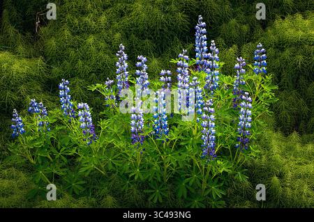 9. Juni 2018: Nootka Lupine Wildblumen blühen auf einem weichen Waldboden in der Nähe von Hallormsstadur, Ost-Island (Credit Image: &Copy; Larry Clouse/CSM via ZUMA Wire) Stockfoto
