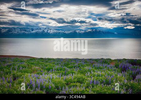 8. Juni 2018: Nootka Lupine Wildblumen blühen am Fjord nördlich von Husavik, Nord-Island. (Bild: &Copy; Larry Clouse/CSM via ZUMA Wire) Stockfoto