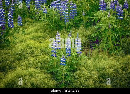 9. Juni 2018: Wildblumen der Nootka Lupine blühen auf einem weichen Waldboden in der Nähe von Hallormsstadur, Ost-Island (Credit Image: &Copy; Larry Clouse/CSM via ZUMA Wire) Stockfoto