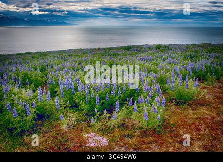 8. Juni 2018: Nootka Lupine Wildblumen blühen am Fjord nördlich von Husavik, Nord-Island. (Bild: &Copy; Larry Clouse/CSM via ZUMA Wire) Stockfoto
