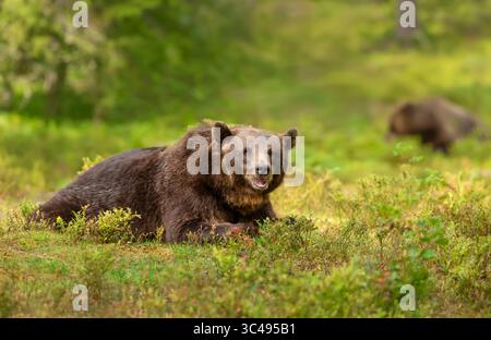 Der eurasische Braunbär (Ursus arctos arctos) ernährt sich von wilden Heidelbeeren in einem ruhigen, borealen Wald, der bequem auf dem Boden liegt. Stockfoto
