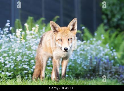 Nahaufnahme eines niedlichen Rotfuchses, der ruhig auf grünem Gras in einem Garten steht, mit blühenden Vergissmeint-Not-Blumen im Hintergrund, Großbritannien. Stockfoto