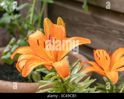 Leuchtend orange Lilien mit Regentropfen im Garten vor hölzernem Wandhintergrund Stockfoto