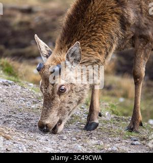 Schottischer Rothirsch (Cervus elaphus scoticus), Glen Strathfarrar, Strathglas, Beauly, Highlands, Schottland. Jungschwein Stockfoto