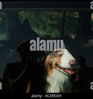 Australian Shepherd schaut aus einem Autofenster. Im Hintergrund ist die Silhouette eines Deutschen Schäferhundes zu sehen. Das Mädchen macht Fotos und ist es Stockfoto