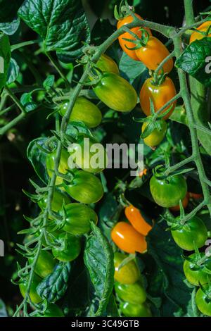 Eine detaillierte Nahaufnahme reifer und unreifer Tomaten mit leuchtenden Farben und Frische Stockfoto