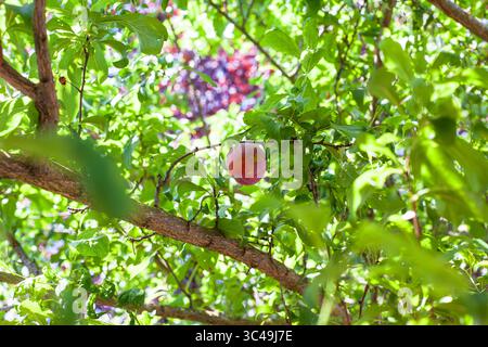 Organische Pflaume hängt am Pflaumenbaum Stockfoto