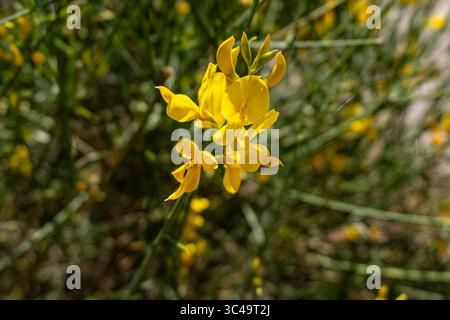 Eine Nahaufnahme der leuchtend gelben Gorse- oder Groom-Wildblumen, die ihre lebendige Farbe und einzigartige Form zeigen. Bei natürlichem Licht gegen ein weiches, grünes Licht Stockfoto