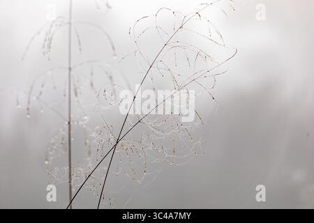 Zarte Spinnennetze mit Morgentau, die auf feinen Grasstämmen vor weichem, nebeligem Hintergrund im frühen Herbstlicht glitzern. Stockfoto