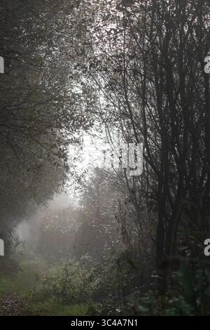 Nebelwald Pfad im sanften Morgenlicht, umgeben von dichten Bäumen und Laub im Herbst. Stockfoto